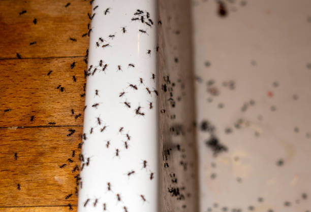 Best Termite Control Services  in Rapid City, SD